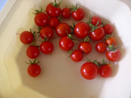 tomates_cerises.jpg